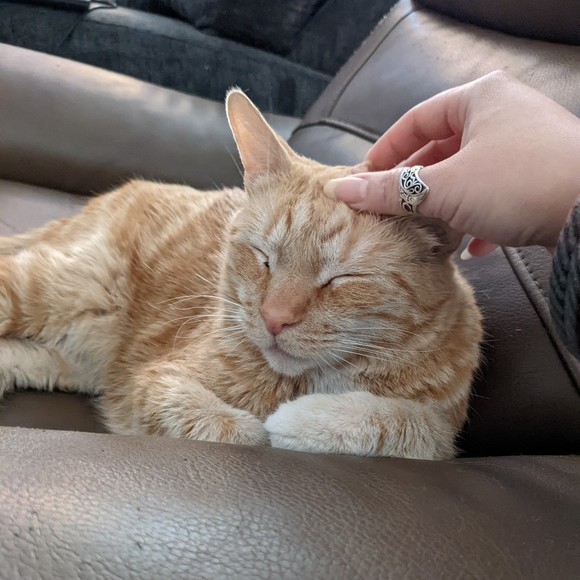 Meet your Posher, Stephanie - Picture 1 of 1